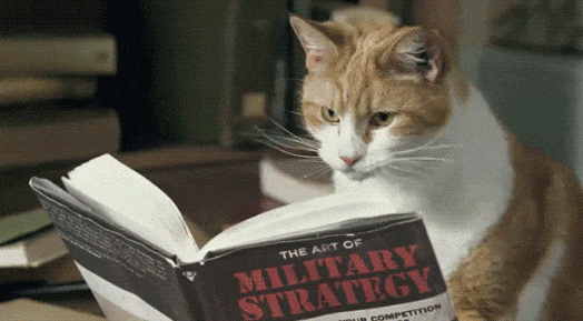 Cat reading a book GIF