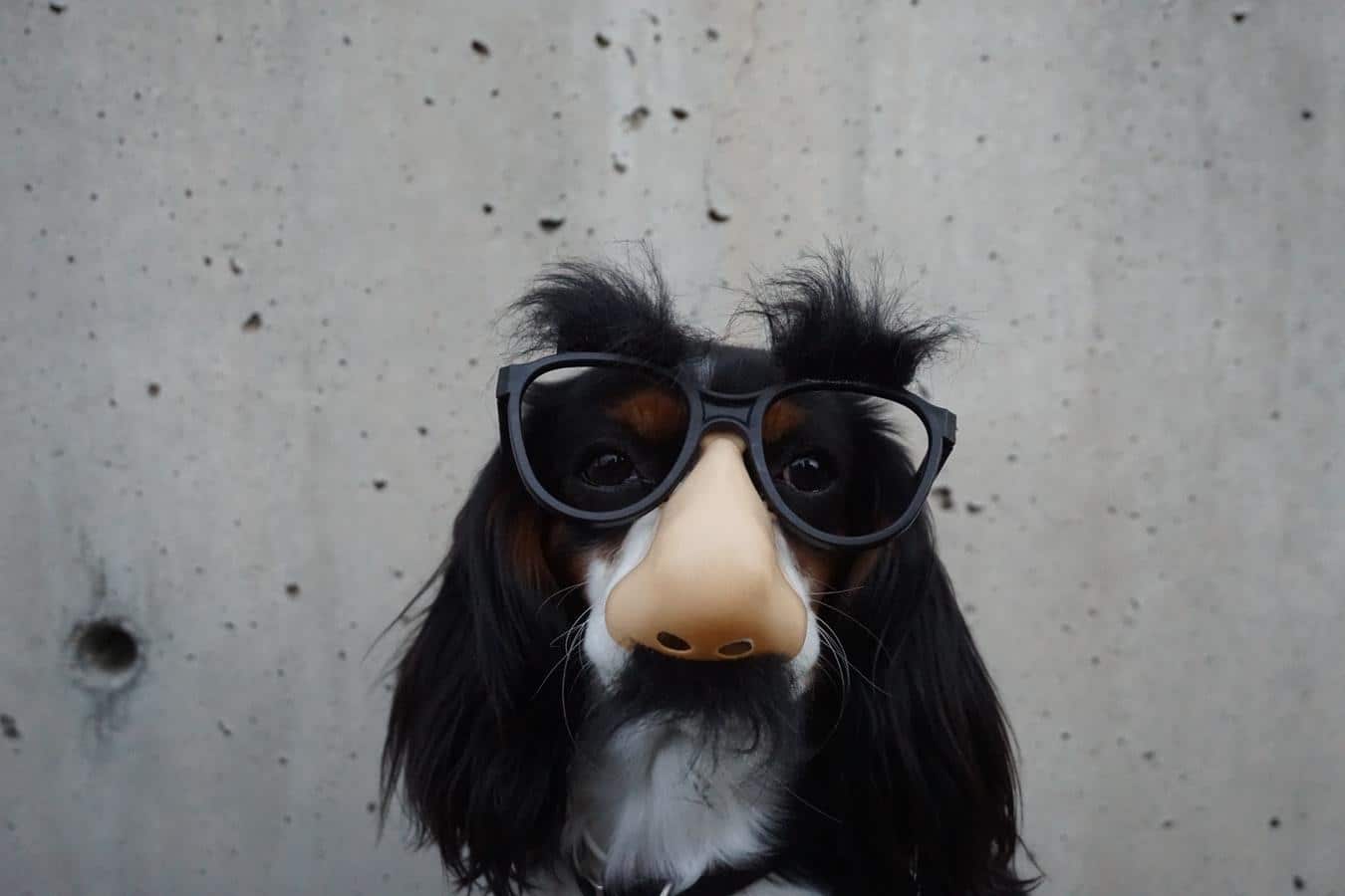 a dog disguise like a human