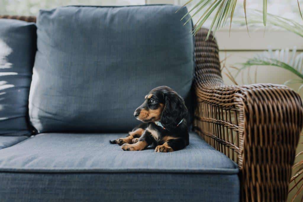 Black Beagle Dog sitting on the Blue couch