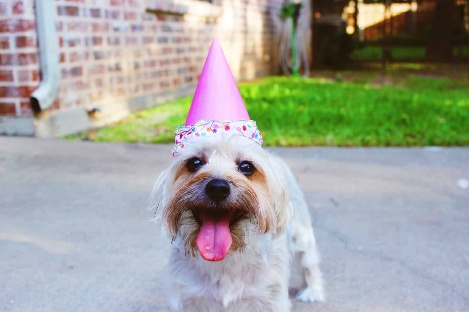 Dog with party hat
