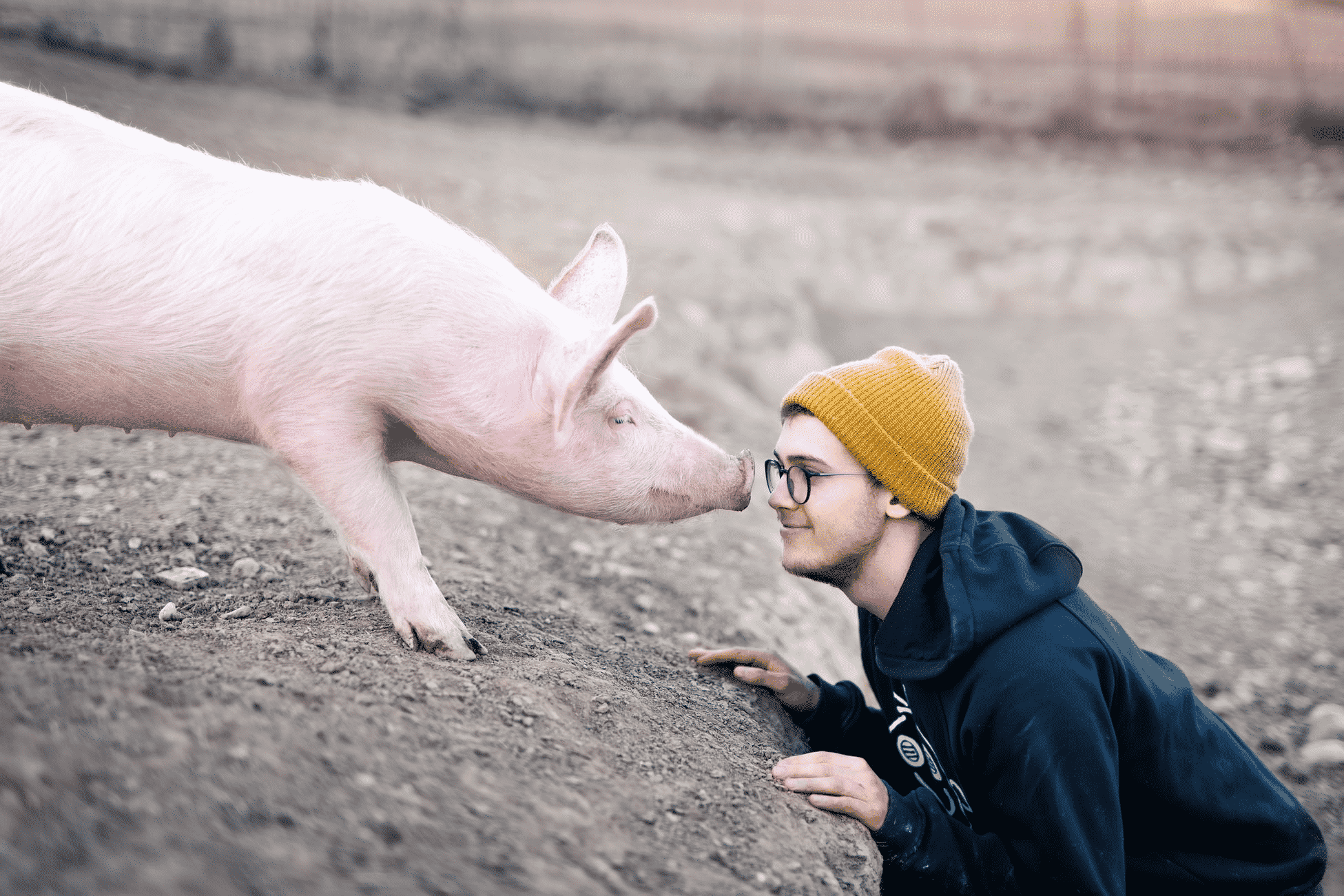 eye to eye contact of a pig and a man with mustard bonnet