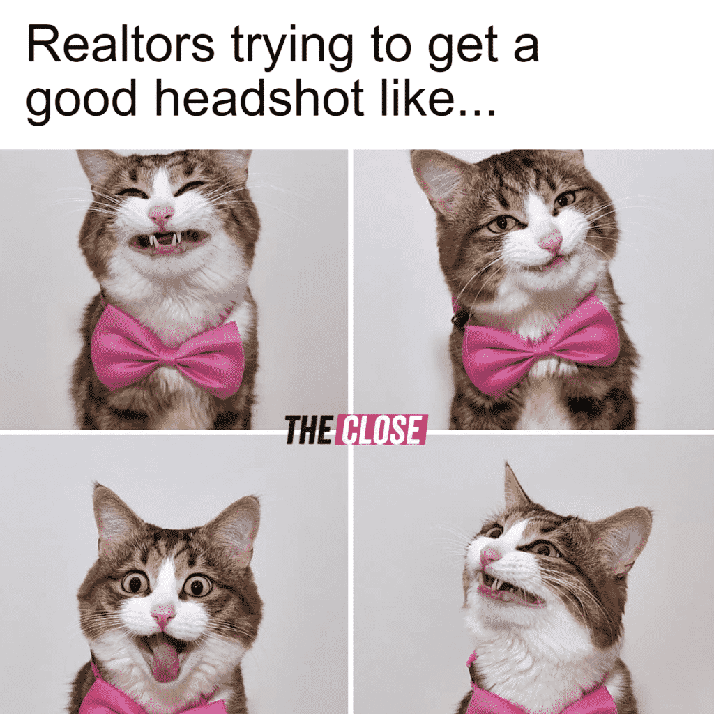 meme of four images of a cat looking posing for its headshot.