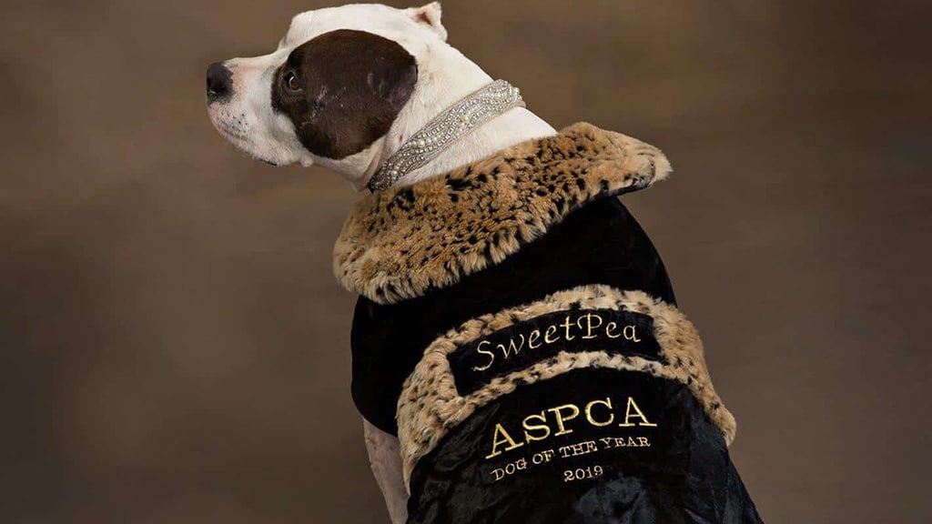 Raise Money for Charity like the ASPCA