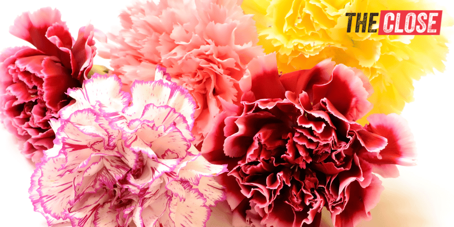 Five different colored carnation flowers combined as a giveaway to real estate clients for valentine's day