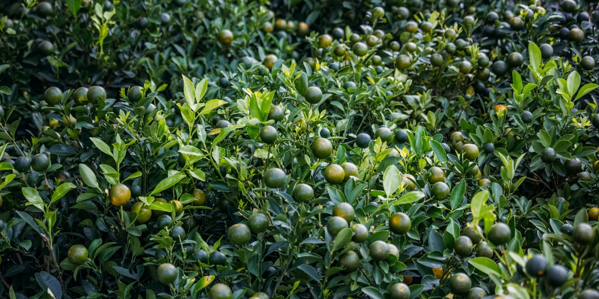 A bunch of citrus fruit bushes.