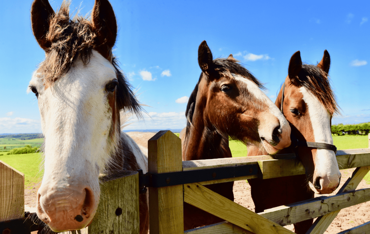 Three horses hanging over a fence on a horse ranch.